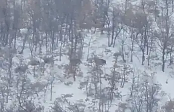 Malatya'da aç kalan domuz ve kurtlar, yerleşim yerlerine indi