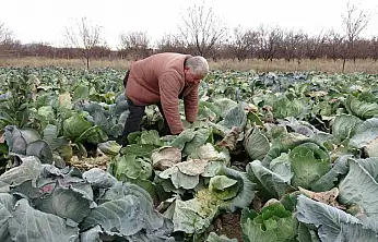 Malatya'da çiftçiler alternatif ürünlerle zararlarını telefi ediyor