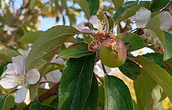 Malatya'da elma ağacı çiçek açıp meyve verdi
