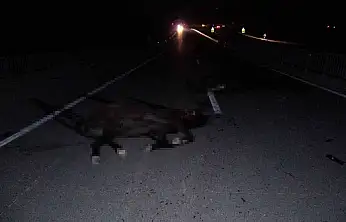 Milyonluk taylar karayolunda telef oldu