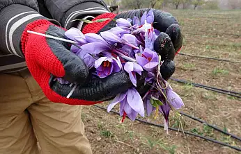 Malatya'da gramı 600 TL olan safran yok satıyor
