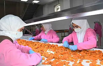 Malatya'da kuru kayısıda 11 ayda 275 milyon dolar gelir elde edildi
