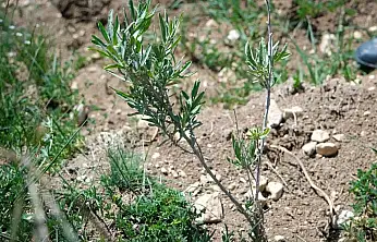 Malatya'da Yem Bitkisi Açığı Tuz Çalısı ile Kapatılacak