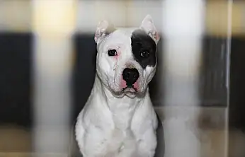 Pitbull Davasında Yargıtay Son Noktayı Koydu