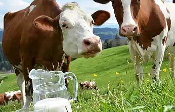 Süt Sektöründe Kritik Ekim Verileri: Düşüş ve Artış Bir Arada