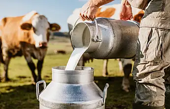 Tarım Bakanlığı'ndan 74 Bin Ton Süt Satışı!