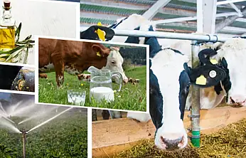 Tarımda Büyük Ödeme: Kim Ne Kadar Alacak?