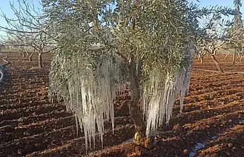 TARSİM 2026 Açıklandı: Hangi Ürünler Sigorta Kapsamında?