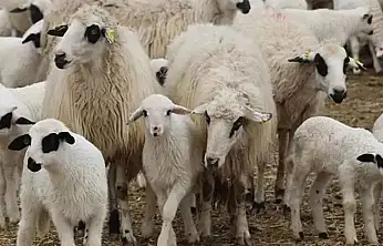 TİGEM 1200 Kuzuyu Satışa Çıkarıyor! İhale Tarihi Açıklandı