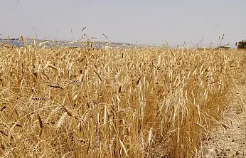 TİGEM 327 Ton Buğdayı Satışa Çıkardı: İhale Tarihi Belli Oldu