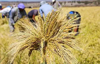 TMO çeltik alım fiyatlarını açıkladı