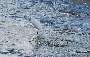 Tohma Çayı'nı mesken tutan balıkçıl kuşu ilgi görüyor