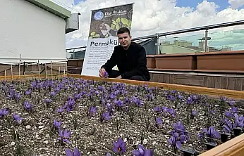 Ülkü Ocakları Genel Merkezi'nin Terasında Safran Hasadı!