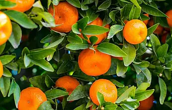 Yaş Meyve İhracatının Lideri Mandalina Oldu