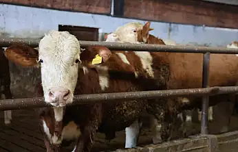 Yüzde 60 hibe aldığı destekle 300 hayvanlık çiftlik kurdu