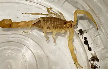 Zehri 10 Milyon Dolar! Anadolu Sarı Akrebi Satıcısı Yakalandı