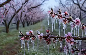 Zirai Don Desteği Hesaplara Yatıyor