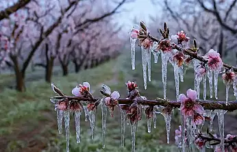 Zirai Don Desteğinde Yeni Ödeme Başladı!