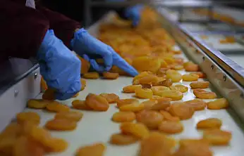 Zirai donun vurduğu coğrafi işaretli Malatya kayısısında hedef 300 milyon dolar gelir