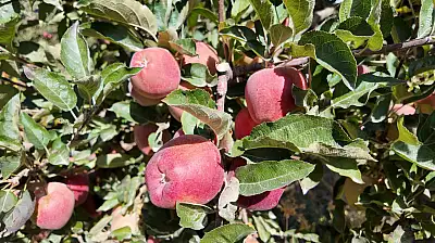 35 yıllık çiftçi anlattı Kışlık elmanın sırrı nedir?