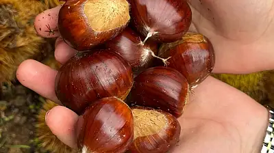 Beydağ'da kestane bereketi 240 ton ürün toplandı