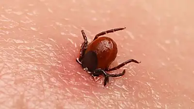 Kene Isırığı Ölüme Götürdü O İl de Uyarılar Peş Peşe Geldi