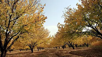 Kayısı Bahçelerinde Sonbahar Mücadelesi Başladı!