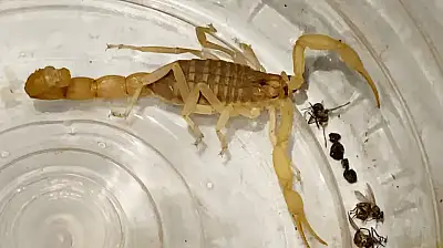 Zehri 10 Milyon Dolar! Anadolu Sarı Akrebi Satıcısı Yakalandı