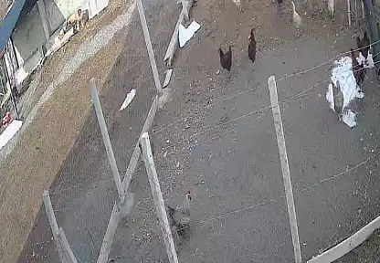 Kümese giren tilki tavuğu alıp götürdü: O anlar kamerada