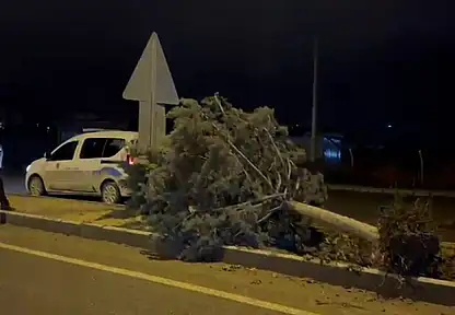 Malatya'da fırtına ağaçları kökünden söktü