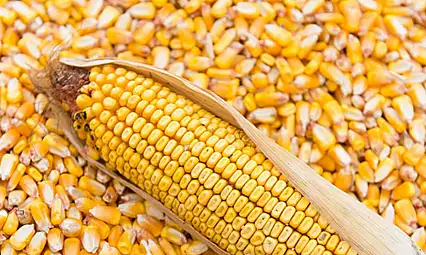 1400 Tonluk Mısır Satışı: İhale Tarihi Belli Oldu!