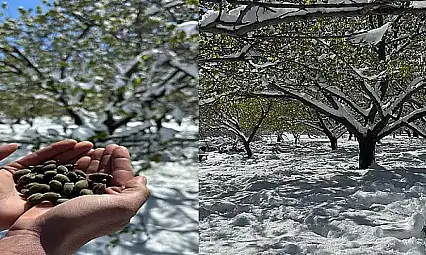 Don Zararı Ödemeleri Önümüzdeki Hafta Başlıyor