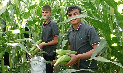 Malatya'da Tarım Lisesi Öğrencileri silajlık mısır hasadına başladı