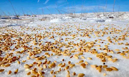 Malatya Darende'de yaban hayvanları için doğaya yem bırakıldı