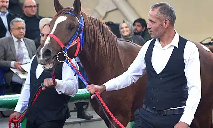 Sultansuyu'nun şampiyon tayları Veliefendi'de rekor fiyatlara satıldı