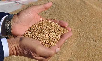 Türkiye'den 8 milyar dolarlık hububat ve bakliyat ihracatı!