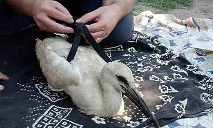 Yaren Leylek'in Yavruları Halkalandı Göç Yolculuğu Başlıyor!