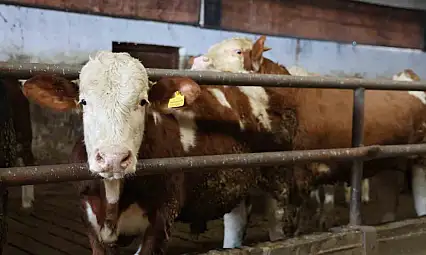 Yüzde 60 hibe aldığı destekle 300 hayvanlık çiftlik kurdu