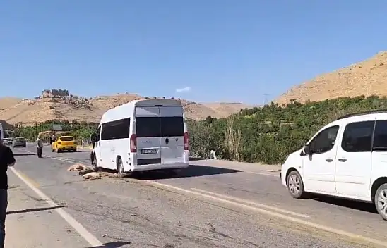 13 Küçükbaş Hayvan Telef Oldu Minibüs Sürücüsü Kaçtı mı?