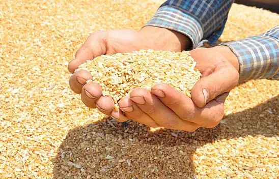 2025 Hububat Ödemeleri Ne Zaman Hesaplara Yatacak? İşte Tarih!