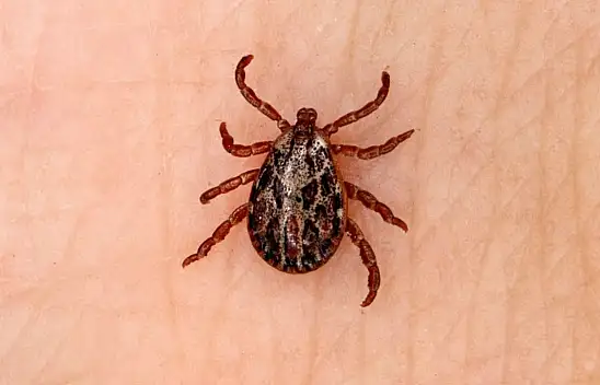 4 Gün Önce Kene Yapıştı Sonu Ölümle Bitti…