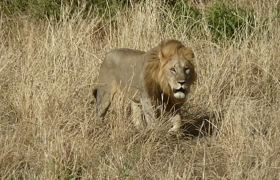 Aslan Kaçtı  Bir Kişi Ağır Yaralandı!