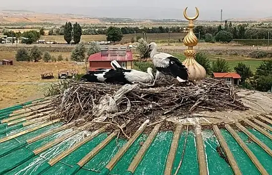 Camii Kubbesinden Düşen Leylek Yavrusunu Bakın Kim Kurtardı!