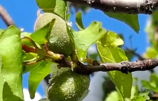 Don Felaketinden Yüzde Yüze Varan Zarar Var Gelecek Yıllar Da Tehdit Altında.