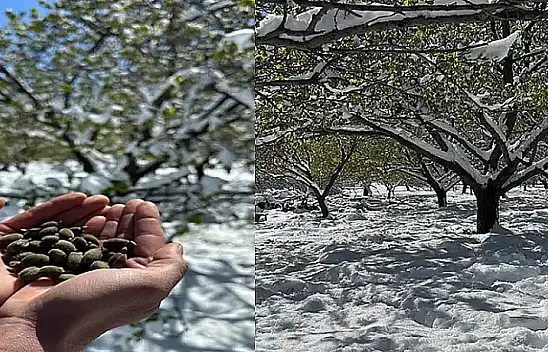 Don Zararı Ödemeleri Önümüzdeki Hafta Başlıyor