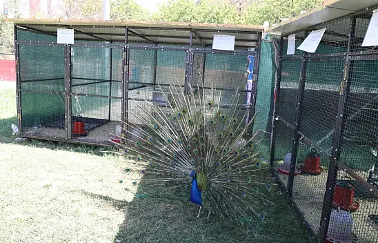 Engelsiz Yaşam Merkezi'nde Hayvanlarla Rehabilitasyon Başladı