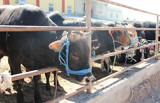Et Fiyatları Düştü Kurbanlık Piyasası Durdu!
