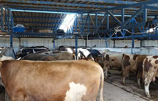 Kurban Sakatatı Ölüm Getirebilir! Uzmandan Bayram Öncesi Kritik Uyarı