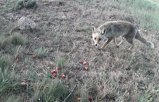 Gizemli Avcı Gün Yüzüne Çıktı... Kızıl Tilki Kamerada!