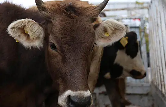Hayvan Taşıyanlara Dikkat! Veteriner Kontrolü Zorunlu Oldu!